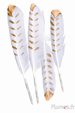 Zwaan bladgoud - 30–33 cm - wit-goud